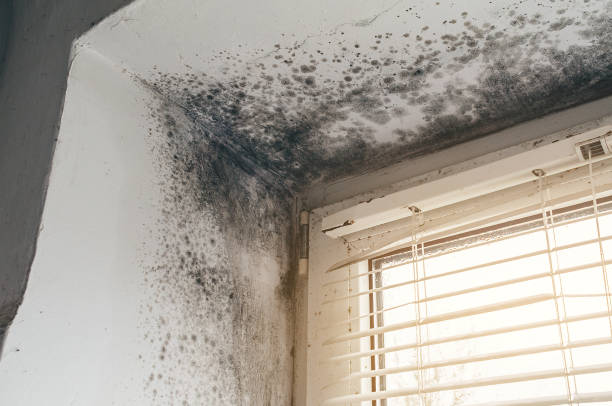 Affordable Mold Cleanup solutions in Scottsdale, AZ